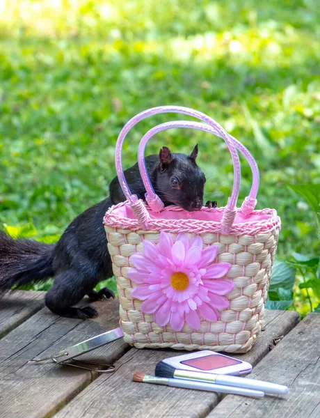 Esquilo Preto Curioso Olha Dentro Bolsa Uma Criança Pequena Para — Fotografia de Stock