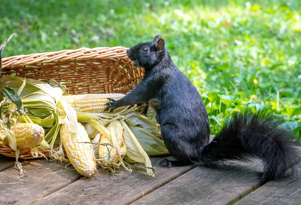 Een Zwarte Eekhoorn Kijkt Opgewonden Een Korf Maïs Vinden Kolf — Stockfoto