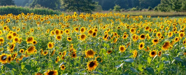 Panorama Einer Schönen Goldenen Ernte Von Sonnenblumen Auf Einem Bauernhof — Stockfoto