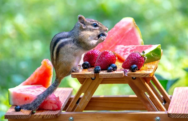 Happy Chipmunk Munches Vers Fruit Gezet Een Kleine Picknicktafel — Stockfoto