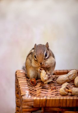 Tatlı görünüşlü bir sincap, fıstıkları yerken gülümsüyor gibi görünüyor.