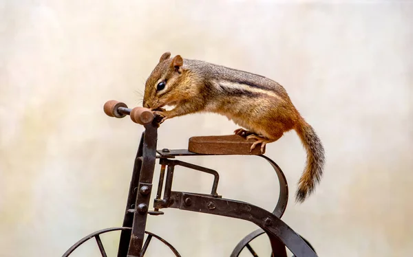 Mała Wiewiórka Wygląda Gotową Przejażdżki Małym Metalowym Rowerku — Zdjęcie stockowe