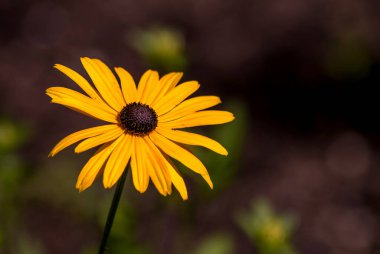 Kahverengi gözlü susan çiçeği (Rudbeckia triloba olarak da bilinir) bir alanda yakın çekim