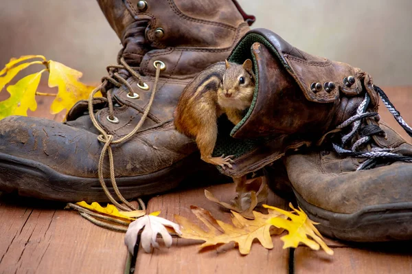 Striped chipmunk climbs into a worn out work boot