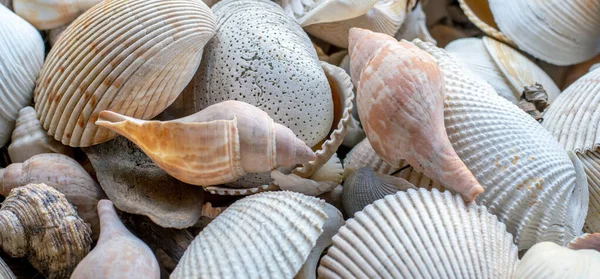 Güzel şekil ve renklere sahip bir deniz kabuğu koleksiyonunun panorama fotoğrafı