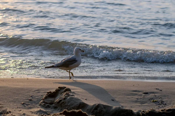 Yalnız deniz martıları güneş batmaya başladığında Michigan Gölü boyunca yürür.