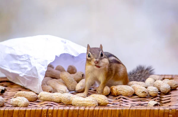 Esquilo Feliz Está Animado Para Encontrar Saco Amendoins Casca Para — Fotografia de Stock