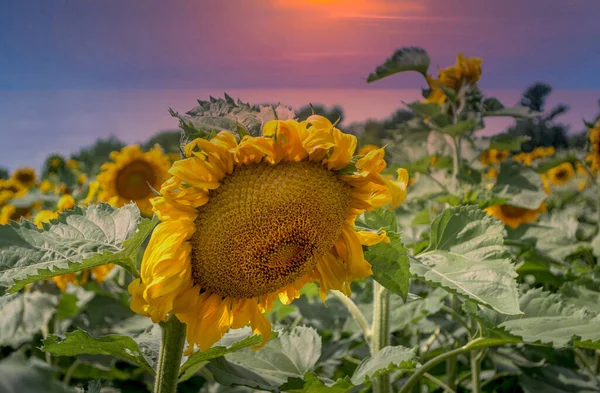 hundreds of sunflowers bow their head under a warm setting sun in a Michigan USA field