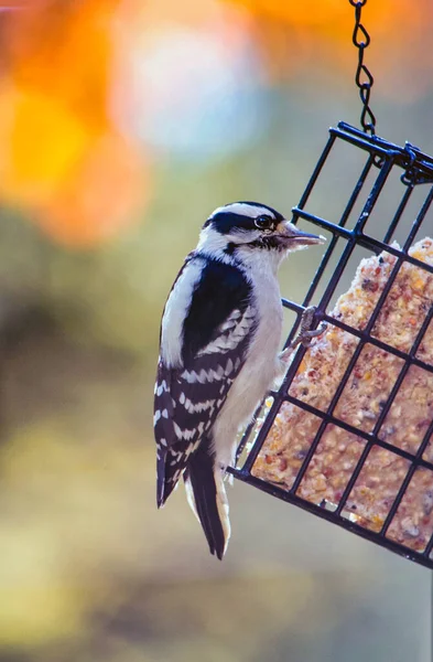 Jolie Perchoirs Duveteux Pic Sur Une Mangeoire Oiseaux Arrière Cour — Photo