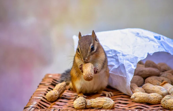 Schattige Eekhoorntjes Knabbelen Een Pinda Schaal Als Hij Naast Een — Stockfoto