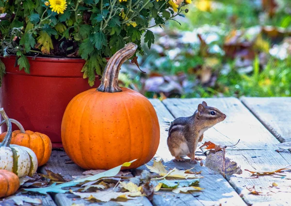 Chipmunk Poseert Met Herfst Pompoenen Bloemen Dit Schattige Herfst Stilleven — Stockfoto