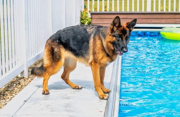 Stor Tysk Herde Står Tveksam Längs Sidan Marken Pool Rädd — Stockfoto