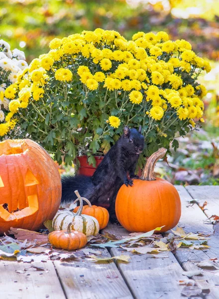 Scoiattolo Nero Posa Con Zucche Arancioni Una Natura Morta Halloween — Foto Stock