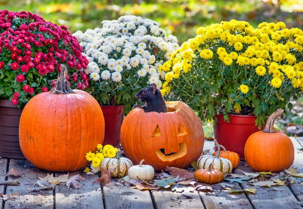 Vild Svart Ekorre Dyker Upp Leende Halloween Jack Lantern — Stockfoto