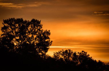 Gün batımında ağaç