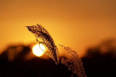 tüy çim alan üzerinde gün batımı