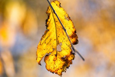 Ağaçta sonbahar yaprakları