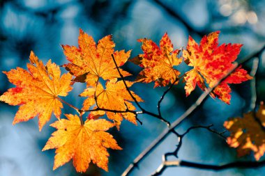 Ağaçta sonbahar yaprakları