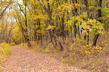 Ormanda sonbahar renkleri