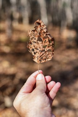 Elinde sonbahar yaprakları