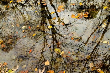 bir ağaçtan düşen yapraklar