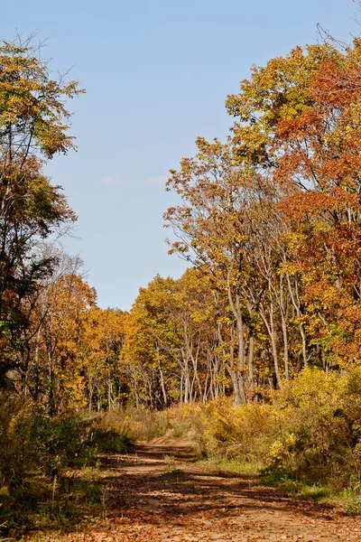 Herfst Kleuren Het Bos — Stockfoto