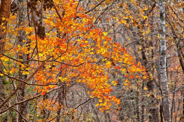 Herfstbladeren Een Boom — Stockfoto