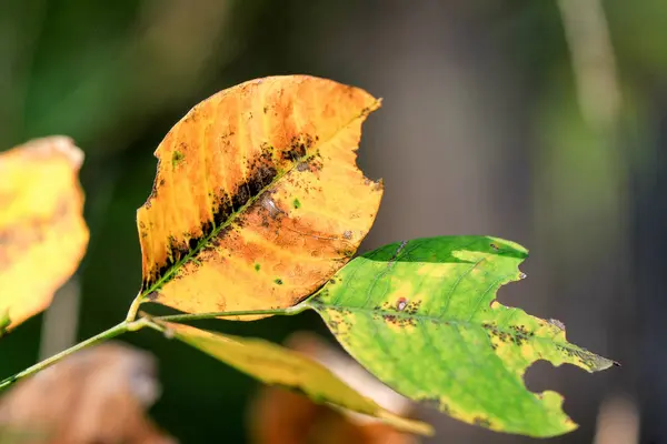 Осенние Листья Дереве — стоковое фото