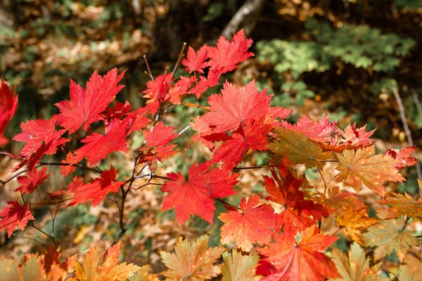 Podzimní Listí Stromě — Stock fotografie