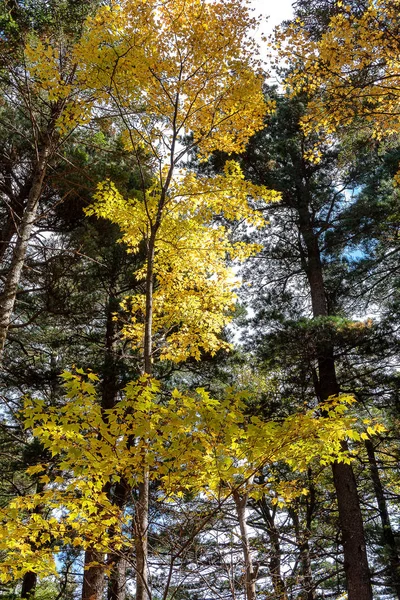 Herfstbladeren Een Boom — Stockfoto