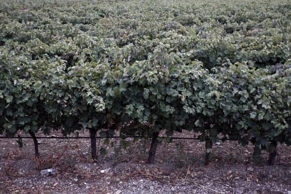 Grekland-vin-ekonomi — Stockfoto