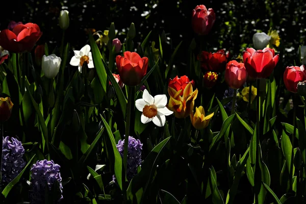 Belgien - Feature - Festival - Wetter - Expo — Stockfoto