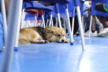  Turistler sezon, Pireaus, 21 Ağustos 2017 yılında, Yunanistan için zirvesine ulaşır gibi Pireaus liman kruvaziyer gemisinden turist karaya. 