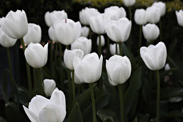 Tulipanes Florecientes Jardín Del Castillo Grand Bigard Bruselas Bélgica Mayo — Foto de Stock