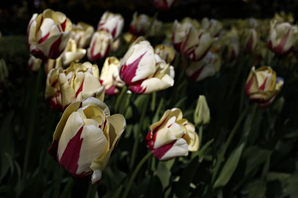 Blühende Tulpen Garten Des Schlosses Grand Bigard Brüssel Belgien Mai — Stockfoto