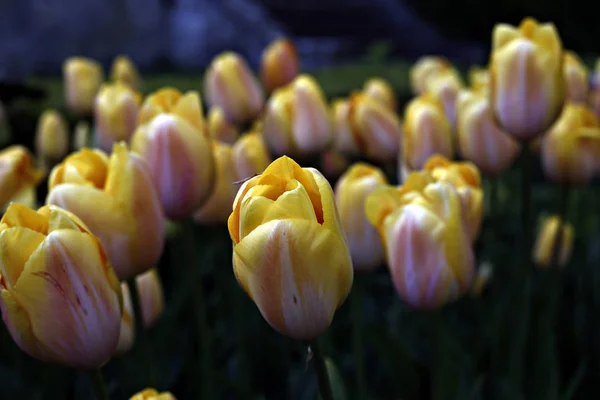 Blühende Tulpen Garten Des Schlosses Grand Bigard Brüssel Belgien Mai — Stockfoto