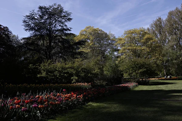 Floração Tulipas Jardim Castelo Grand Bigard Bruxelas Bélgica Maio 2016 — Fotografia de Stock