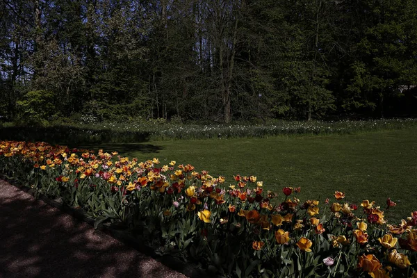 Floração Tulipas Jardim Castelo Grand Bigard Bruxelas Bélgica Maio 2016 — Fotografia de Stock