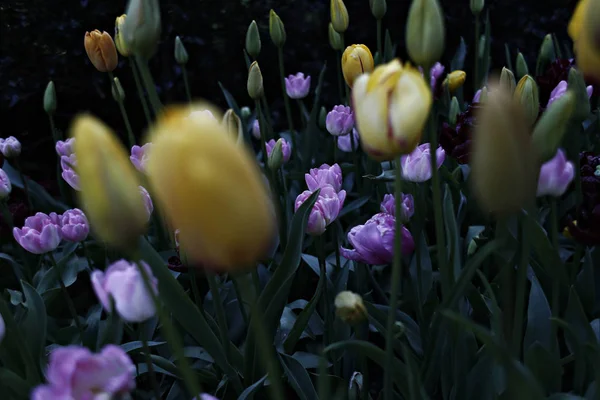 Цветущие Тюльпаны Саду Замка Гранд Бигард Брюсселе Бельгия Мая 2016 — стоковое фото