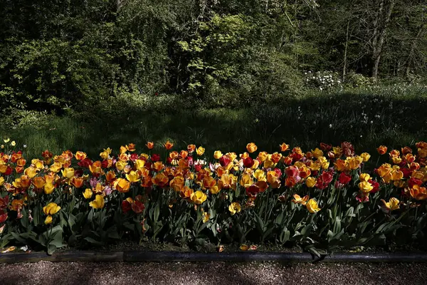 Blühende Tulpen Garten Des Schlosses Grand Bigard Brüssel Belgien Mai — Stockfoto