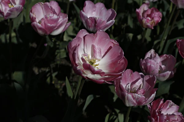 Blühende Tulpen Garten Des Schlosses Grand Bigard Brüssel Belgien Mai — Stockfoto