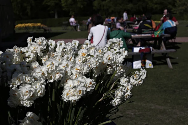 Tulipani Fiorenti Giardino Del Castello Grand Bigard Bruxelles Belgio Maggio — Foto Stock