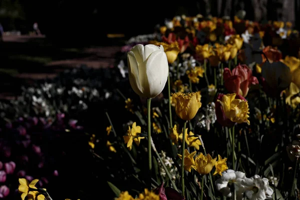 Blühende Tulpen Garten Des Schlosses Grand Bigard Brüssel Belgien Mai — Stockfoto