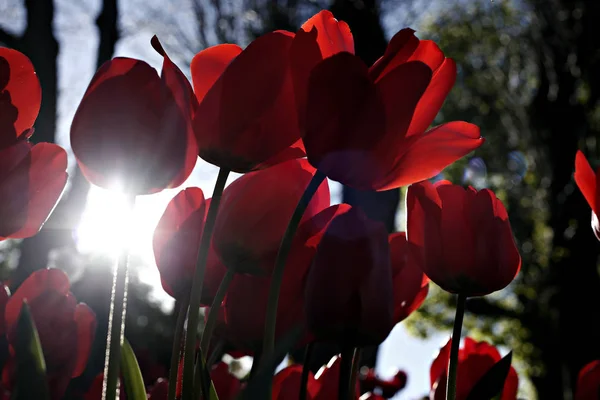 Blühende Tulpen Garten Des Schlosses Grand Bigard Brüssel Belgien Mai — Stockfoto