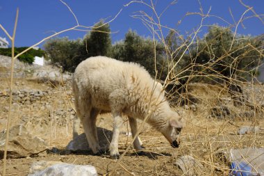 18 Ağustos 2018 tarihinde Yunanistan 'da Naxos adasında Yunan peyzajında koyun otlama.