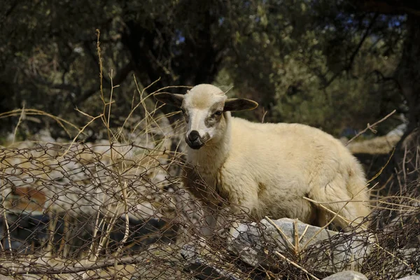 Ovejas Pastando Paisaje Griego Isla Naxos Grecia Agosto 2018 — Foto de Stock