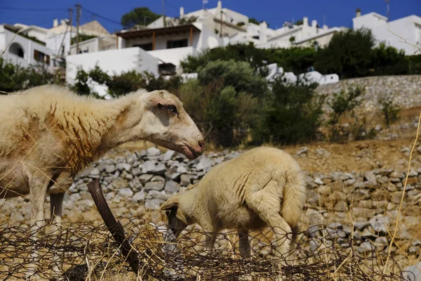 Ovejas Pastando Paisaje Griego Isla Naxos Grecia Agosto 2018 — Foto de Stock