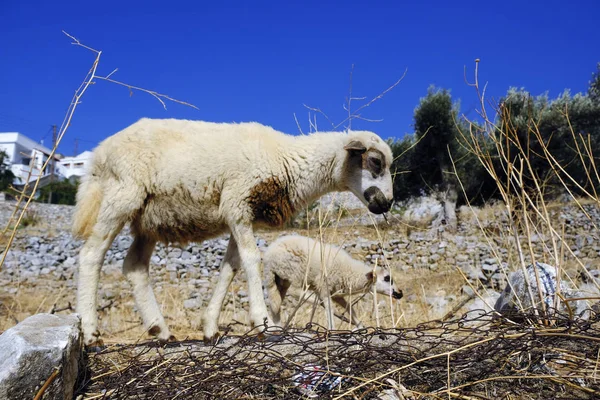 Ovejas Pastando Paisaje Griego Isla Naxos Grecia Agosto 2018 — Foto de Stock