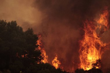 * * * * * * * * * * * * * * * * * * 