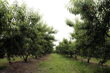 KENDİNLİĞİNİ KURUMLARI KURUMLARINI KURUMLARINIZ KURUMLARINA GÖREVİYORUM 